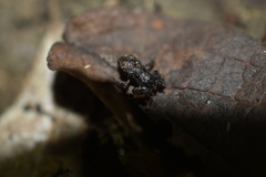 Eleutherodactylus cystignathoides
