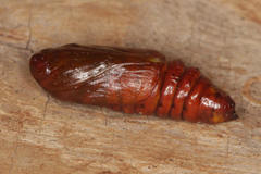 Mamestra brassicae