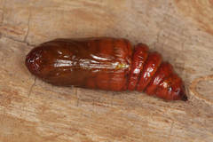Mamestra brassicae