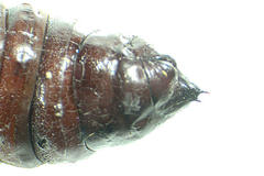 Mamestra brassicae