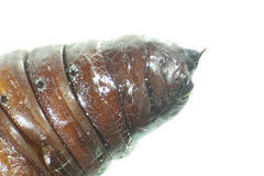 Mamestra brassicae