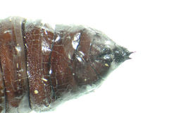 Mamestra brassicae