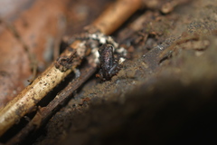 Eleutherodactylus cystignathoides