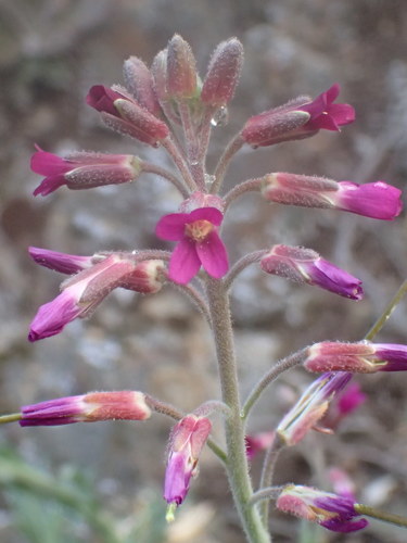 Image of Arching Rockcress (Boechera arcuata) by (c) George Williams, some rights reserved (CC BY)