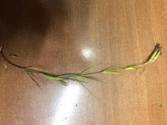 Dianthus seguieri