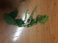 Scutellaria columnae