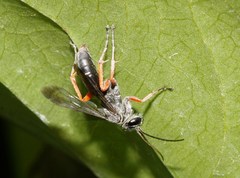 Episyron conterminus cressoni