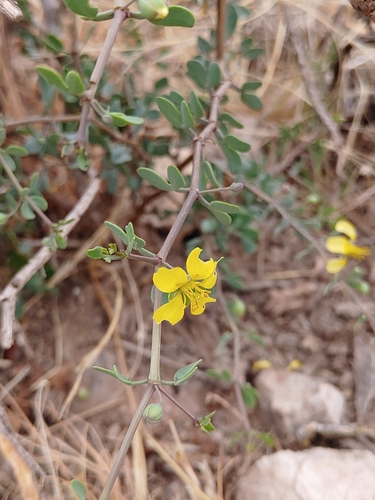 Roepera lichtensteiniana