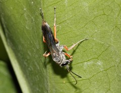 Episyron conterminus cressoni