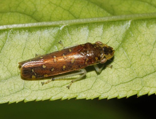Paraulacizes thunbergii