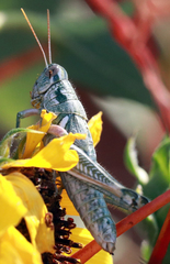 Campylacantha olivacea