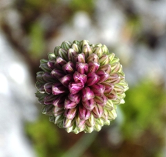 Allium sphaerocephalon