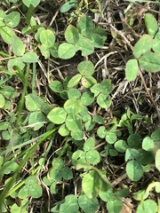 Trifolium repens