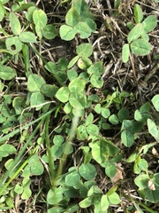 Trifolium repens