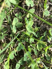 Trifolium repens