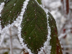 Rubus fruticosus