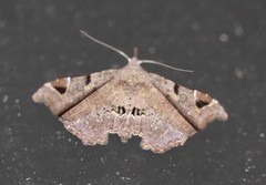 Esthlodora variabilis