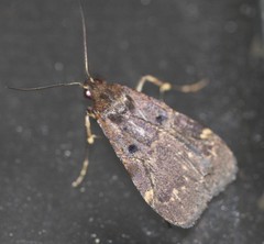 Hydrillodes funestalis