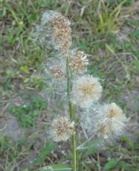 Pterocaulon alopecuroides