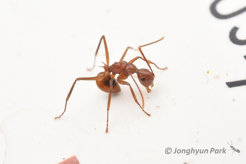 微滑多刺蚁Polyrhachis leviuscula