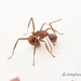 Polyrhachis leviuscula - Photo (c) Jonghyun Park, some rights reserved (CC BY), uploaded by Jonghyun Park