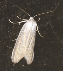 Prionopterina grammatistis