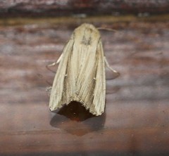 Leucania stenographa