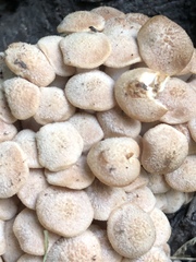 Desarmillaria caespitosa