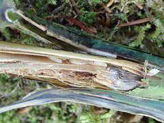 Tetramesa phragmitis