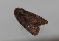 Neumichtis