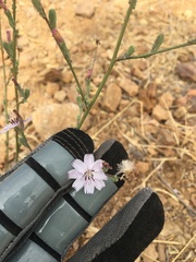 Stephanomeria diegensis