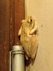 Polypedates leucomystax