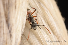 Polyrhachis tibialis