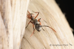 Polyrhachis tibialis