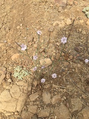 Stephanomeria diegensis