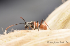 Polyrhachis tibialis