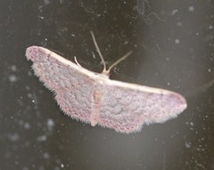 Idaea costaria