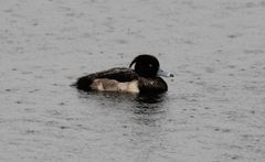 Aythya fuligula