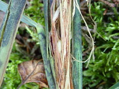 Tetramesa phragmitis