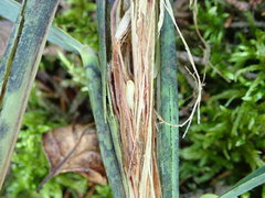 Tetramesa phragmitis