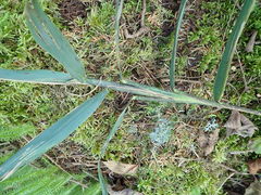 Tetramesa phragmitis