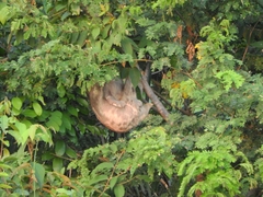 Bradypus variegatus tapajoensis