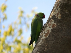Psittacula krameri
