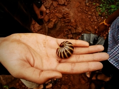 Arthrosphaera