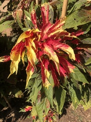 Amaranthus tricolor