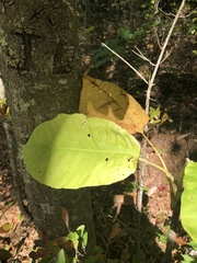 Magnolia macrophylla