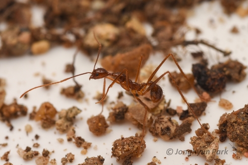 Aphaenogaster simulansAphaenogaster simulans