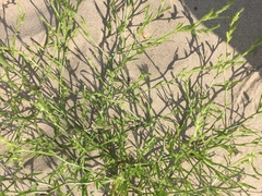 Corispermum intermedium