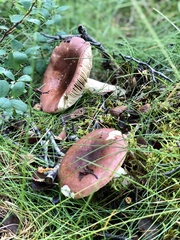 Russula laccata