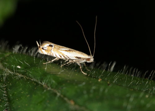 Erechthias decoranda
